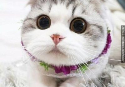 猫叫声的含义有哪些？缩略图