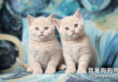 如何应对胆怯怕人小猫的行为?缩略图