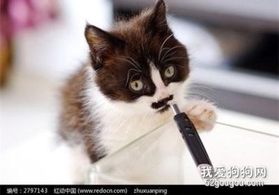 如何纠正猫咪爱咬物的行为？缩略图