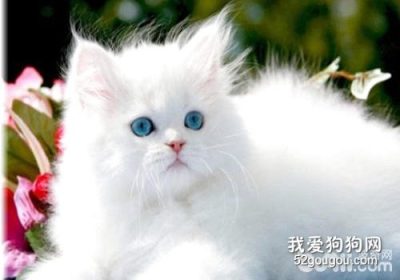 波斯猫的行为特质缩略图