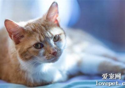 猫咪老年期健康照护指南缩略图