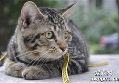 猫咪脂肪肝的征兆及应对措施缩略图