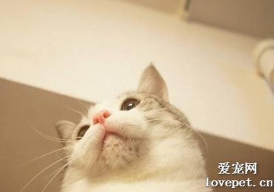 猫下巴黑色病变成因探究与治疗方法缩略图