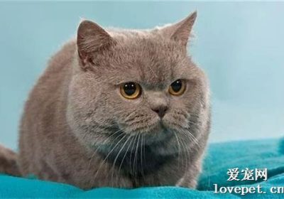 母猫发生胎盘滞留的迹象与潜在问题缩略图