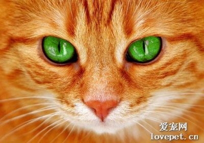 猫咪眼睛颜色改变 是否意味着眼疾的发生？缩略图
