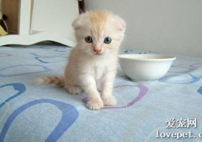 一个月龄小奶猫的饲养指南缩略图