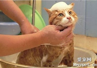如何给长毛猫洗澡缩略图