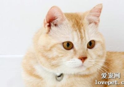 猫咪耳朵清理步骤缩略图