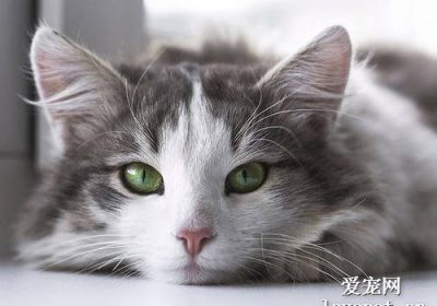 应对猫发情问题：非配种外的另类解决策略缩略图