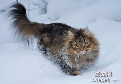 如何给挪威森林猫进行洗澡过程缩略图