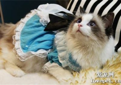 如何正确照顾布偶猫以促进其健康成长缩略图