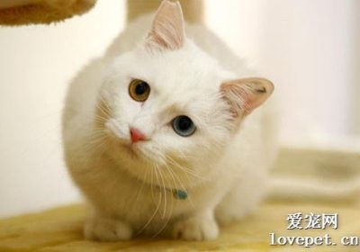 猫咪血尿应如何应对？缩略图