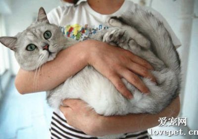 正确抱猫姿势指南 享受无忧撸猫体验缩略图