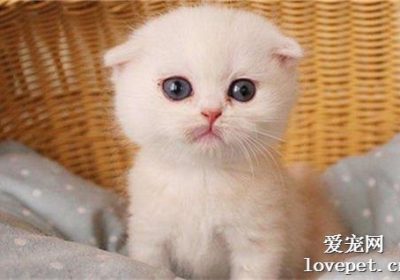 猫咪颤抖是怎么回事？缩略图