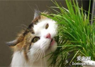 猫咪便秘吃什么好？缩略图