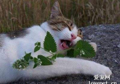 猫薄荷的适宜使用频率与潜在成瘾性分析缩略图