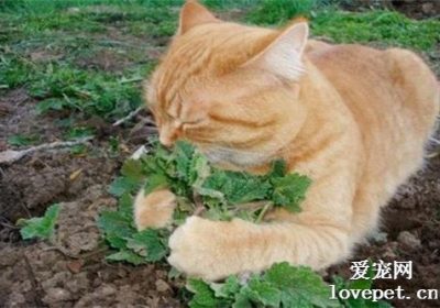 如何正确使用猫薄荷缩略图