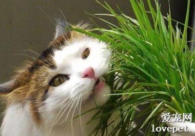 猫草对猫的益处有哪些？缩略图