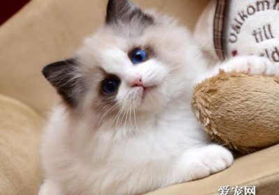 如何为布偶猫进行美容护理？缩略图