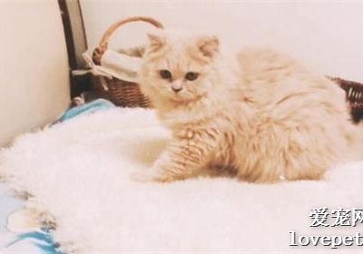猫鼻支治疗中日常护理的重要性！缩略图
