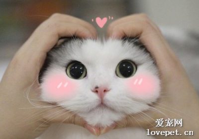 如何应对猫咪的膀胱炎治疗？缩略图