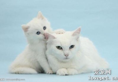 猫咪的牙齿脱落应如何应对？缩略图