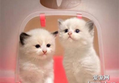 如何处理小猫出血的指甲缩略图