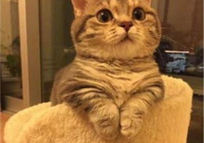 如何评估曼基康矮脚猫的品质？缩略图