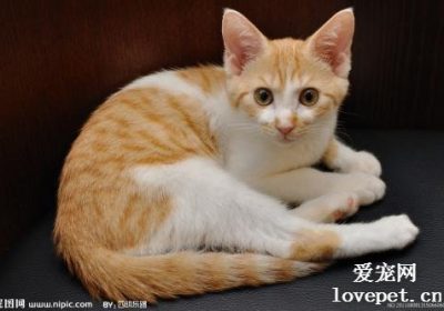 绝育后的猫性格变化，你偏向喜欢温顺的猫咪吗？缩略图