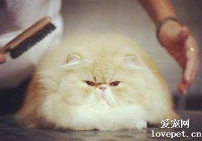 心丝虫病在猫咪中的感染、表现及救治策略缩略图