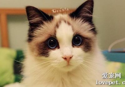 猫咪湿疹的识别与管理缩略图