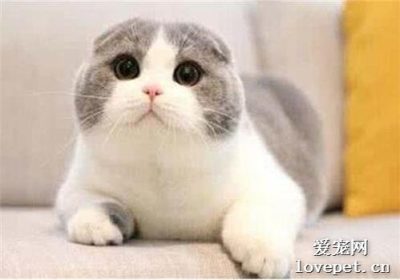 猫咪积食的表现不容忽视缩略图