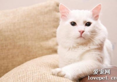 解析猫鼻支的治疗要点缩略图