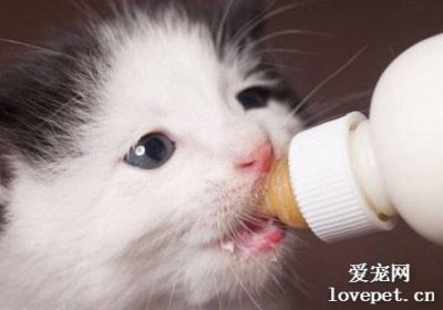 如何正确喂养刚满月的小猫？缩略图