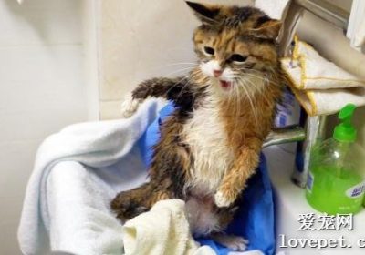 如何为洗浴后的猫咪进行烘干？缩略图