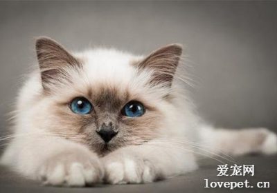 如何进行伯曼猫的日常照顾缩略图