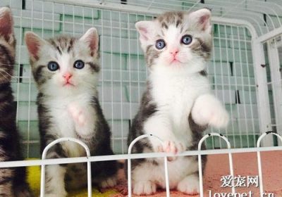 美短猫如何获得健康体重？缩略图