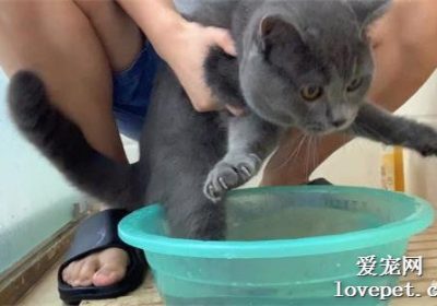 如何为英短猫洗澡？缩略图