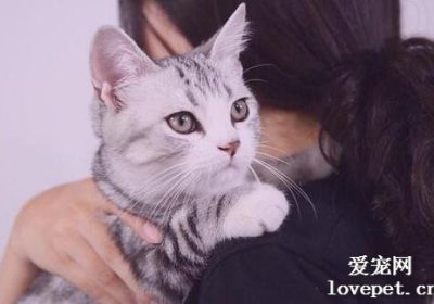 猫咪适合食用芥末吗？缩略图