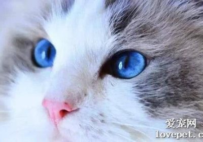 为何布偶猫身价不菲？您能负担可能并不表示您能照料缩略图