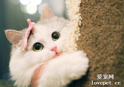 猫的眼睛为何呈现多样色彩缩略图