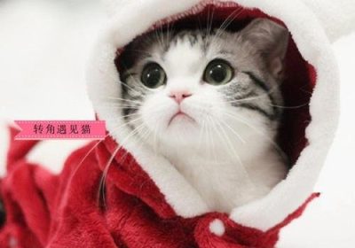 绝育后的猫是否更容易发腮？缩略图