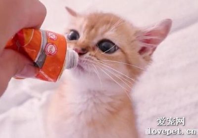 如何合理喂食猫营养膏缩略图