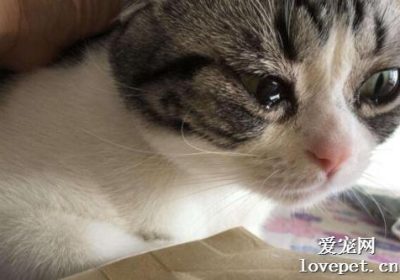 猫流泪的三大成因缩略图