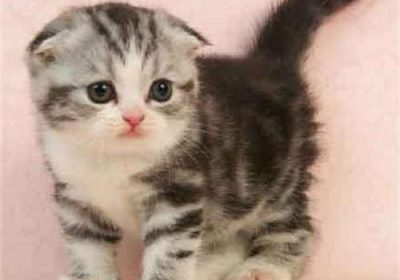 遗传性残疾需留意：折耳猫步态跛行缩略图