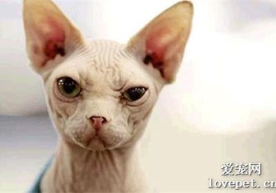 如何评判斯芬克斯猫的品质？缩略图