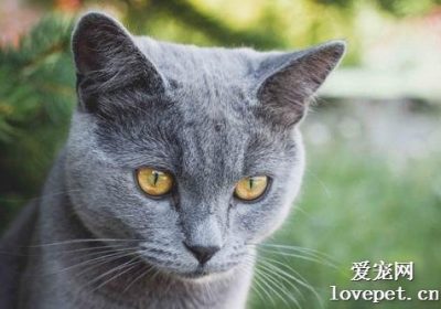 猫咪悲伤的三个迹象：加强与猫咪的陪伴至关重要缩略图