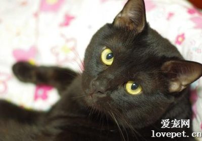 猫咪胡须能否修剪？避免因无知损害猫咪健康缩略图