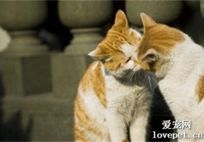 猫咪发情的表现及其识别方法缩略图