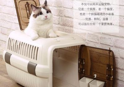 托运宠物猫时应当注意哪些事项？缩略图